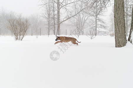 加拿大巴斯雪中的狗图片