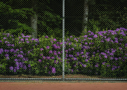 在网球场旁边开花图片