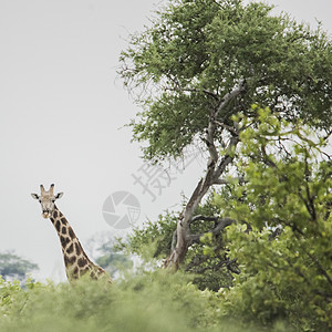 博茨瓦纳奥卡万戈三角洲长颈鹿望着摄机图片