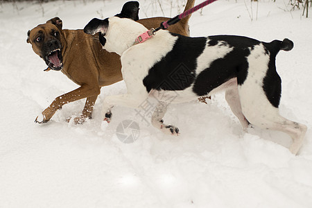 带着牵引绳的两个狗在雪中打闹图片