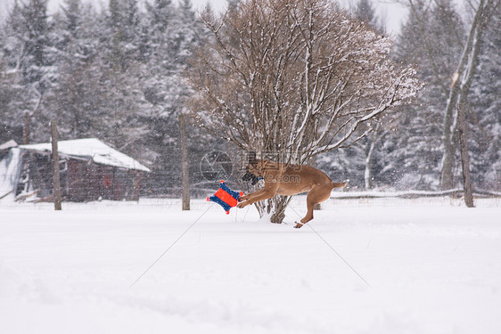 在雪中玩狗图片