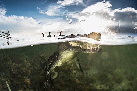 美国墨西哥的鳄鱼图片