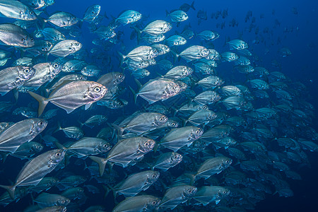 哥斯达黎加蓬塔雷纳斯杰克鱼群图片