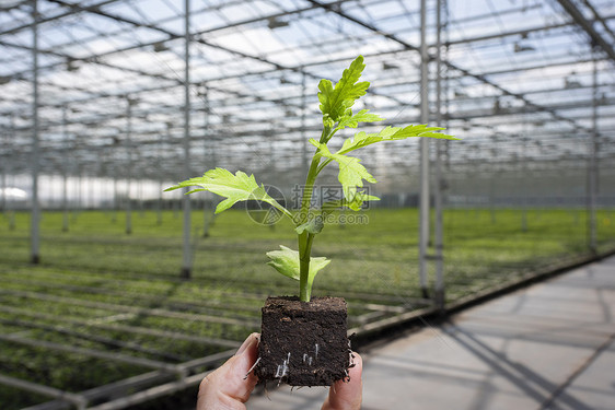 荷兰现代温室背景中的单一菊花幼苗和荷兰ZuidHollandMaasdijk图片