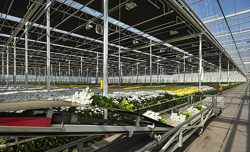 在荷兰ZuidHolland的Maasdijk荷兰现代温室中为新鲜切开的菊花提供连接带图片