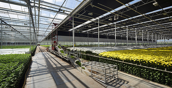 在荷兰ZuidHolland的Maasdijk荷兰现代温室中为新鲜切开的菊花提供连接带图片