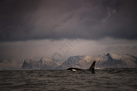 虎鲸虎鲸捕猎食物安第斯山脉诺德兰挪威图片
