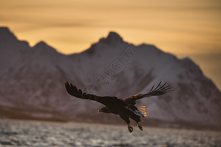白尾鹰Halieetusalbicilla飞行中捕猎钓鱼OiLofoten挪威诺德兰图片