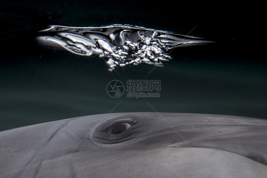 Bottalnoose海豚眼睛的详情近水下观察图片