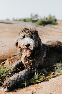 养狗犬休息图片