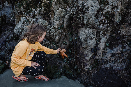 女孩从岩石上采集海星图片