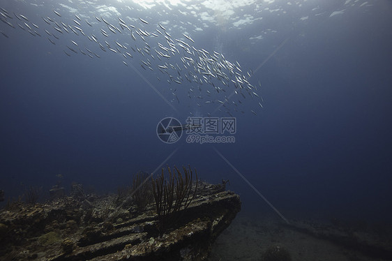 英属维尔京群岛Rhone沉船附近游来去的海牛水下面图片