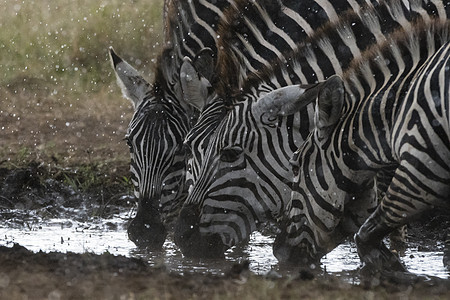 坦桑尼亚塞伦盖蒂公园塞伦内拉雨中的平原斑马图片