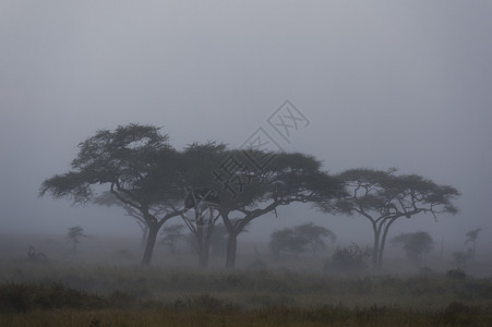 暴雨了坦桑尼亚塞伦盖蒂罗内拉伦盖蒂公园的塞伦盖蒂平原图片
