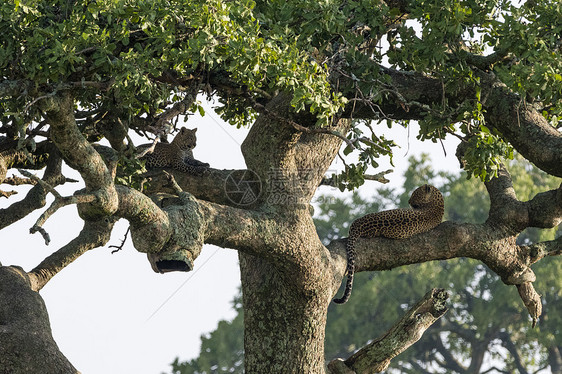 一只雌豹Pantherapardus及其幼崽躺在坦桑尼亚塞伦盖蒂恩杜图哥龙戈罗保护区恩杜图树上图片