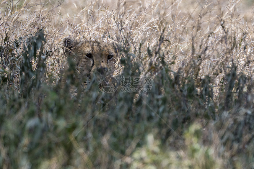CheetahCinononyxjubatus恩杜图坦桑尼亚塞伦盖蒂Ngorongoro保护区图片