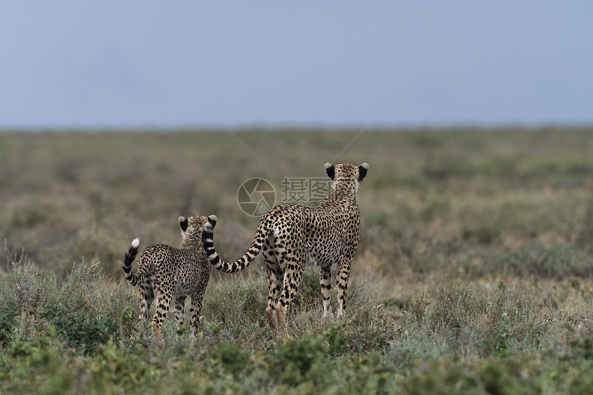 一只雌猎豹Acinonyxjubatus和它的幼崽在坦桑尼亚塞伦盖蒂恩戈朗戈罗保护区恩杜图的萨凡纳观察图片