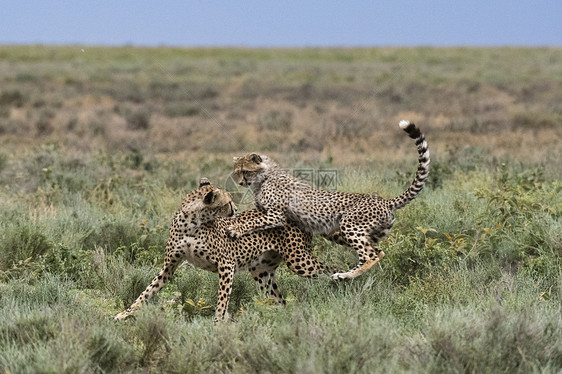 坦桑尼亚塞伦盖蒂Ngorongoro保护区Ndutu一只雌猎豹Acinonyxjubatus及其幼崽在搏斗图片