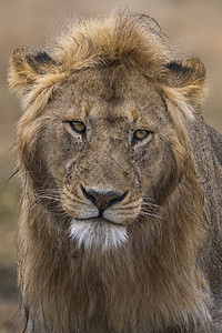 男狮子肖像PantheraLeo恩杜图坦桑尼亚塞伦盖蒂Ngorongoro保护区图片