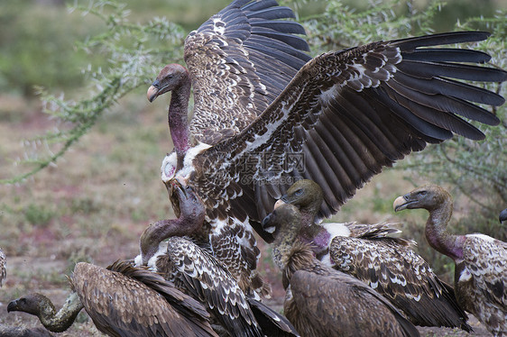 上的白背秃鹫GypsAfricanus坦桑尼亚塞伦盖蒂NdutuNgorongoro保护区图片