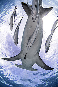 巴哈马比米尼爱丽斯敦大锤头鲨鱼背景图片