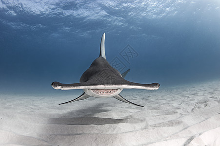 巴哈马比米尼爱丽斯敦大锤头鲨鱼图片