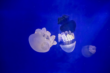 在水族馆游泳的果冻鱼图片