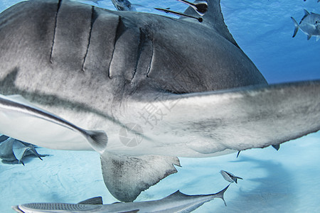 大锤头鲨鱼其他背景类巴哈马比米尼爱丽斯敦图片