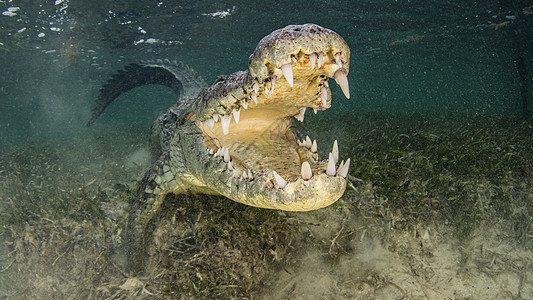 美国盐水鳄下巴开着墨西哥钦索罗班克斯图片