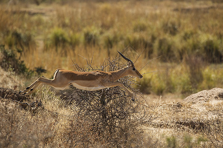 津巴的鹿图片