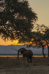 非洲津巴布韦的野生大象图片