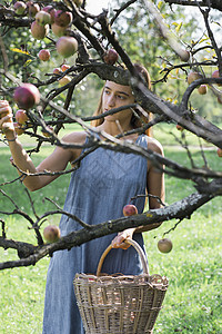 从树上摘苹果的妇女图片