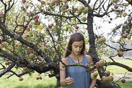 从树上摘苹果的妇女背景图片