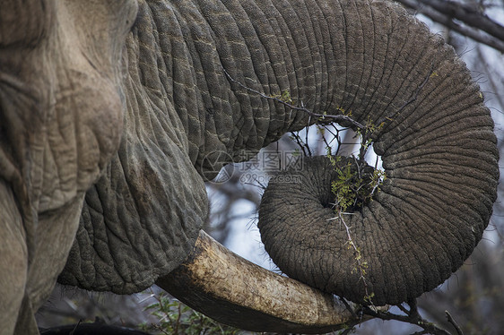 非洲大象近距离图片