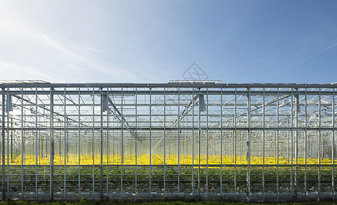 秋天的温室荷兰图片