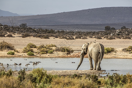 非洲大象在喝水图片