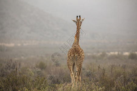 长颈鹿图夫斯河南非西开普省图片
