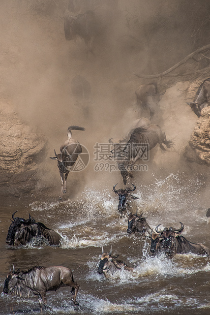 肯尼亚南部马拉河的动物大迁徙图片