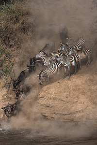 肯尼亚南部马拉河的动物大迁徙图片