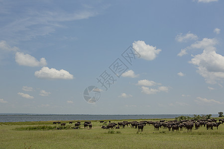 BuffaloSynenceruscaffer艾伯特湖乌干达穆尔奇松瀑布公园图片