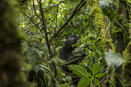 树上的大猩猩布温迪山图片