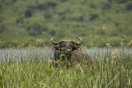 非洲水牛伊丽莎白女王公园乌干达图片