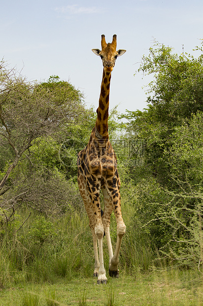 长颈鹿乌干达穆尔奇松瀑布公园图片