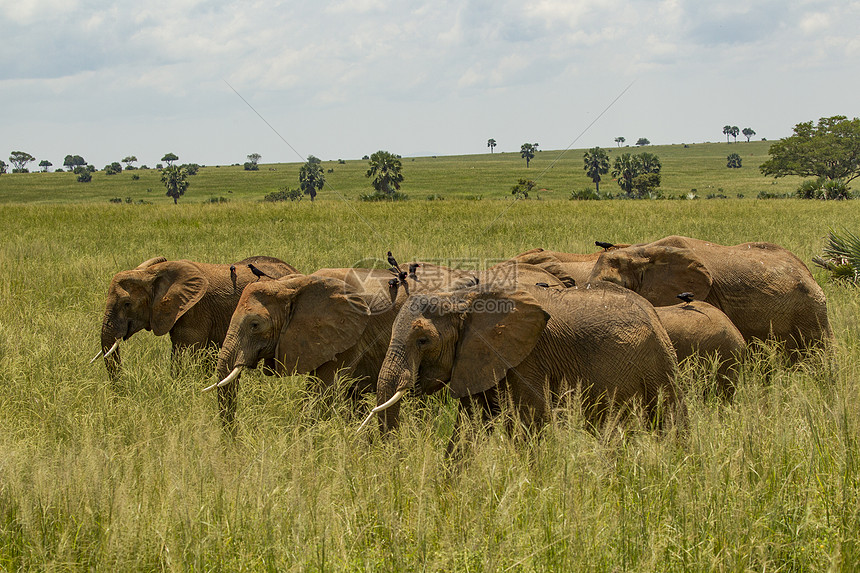 乌干达穆尔奇松瀑布公园长草大象非洲图片