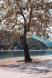 意大利维内托法兰西尼戈湖边秋树图片