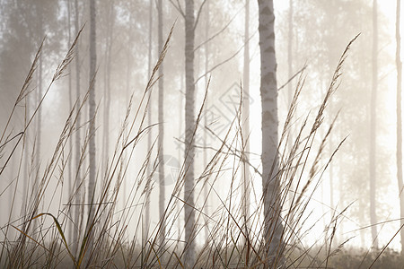 雾中的林地草和树干罗哈芬兰南部图片