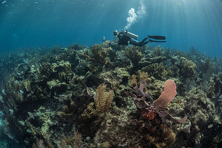探索珊瑚礁生命的潜水者阿拉克兰斯坎佩切墨西哥图片