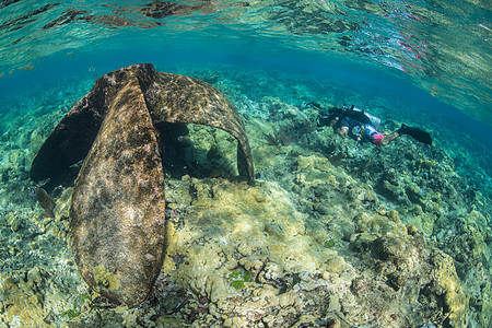 探索珊瑚礁生命和老沉船的探索者墨西哥坎佩切阿拉克兰斯图片