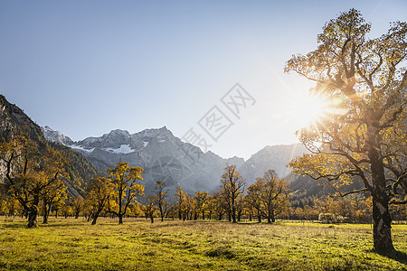 奥地利蒂罗尔腹地卡文德尔地区古枫树景观图片