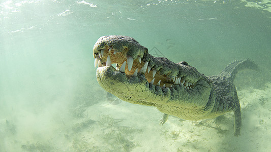美国盐水鳄鱼墨西哥图片